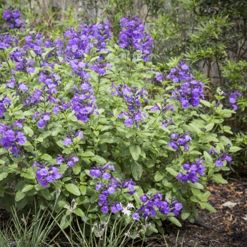 Salvia  - microphylla - So Cool Purple - COV